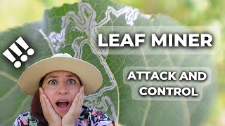 How to Deal With Leaf Miner 6 Ways to Prevent Infestation [upl. by Tyika718]