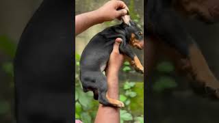 Doberman puppies sale in 📍Kerala 📞9846628517 shorts [upl. by Kailey]