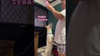 Puppy treats pawsomepals8153 puppytreats dogtreats dog puppy furfamily dogvideo doglover [upl. by Adiasteb]