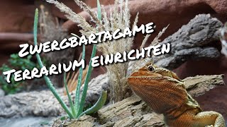 Zwergbartagame Terrarium einrichten [upl. by Vez]