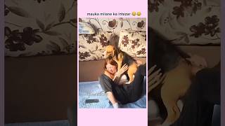 Funny dog 🐕 shorts funny comedy viralshorts trendingshorts funnyanimal [upl. by Hizar]