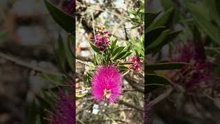 Magenta purple callistemon in bloom bottlebrush myrtaceae spring shorts nativeflora [upl. by Giff591]