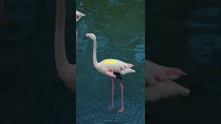 Why Do Flamingos Stand on One Leg [upl. by Tehc]