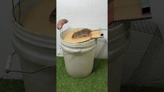 The most perfect homemade mouse trap idea using a plastic bucket mousetrap shorts [upl. by Olshausen]