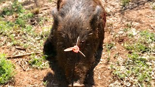 AMAZING HEAD SHOT Texas Hog Bowhunt Solid Legend Broadhead [upl. by Nautna]