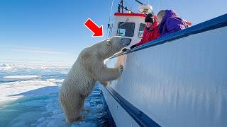 Polar Bear Tries To Get Attention From Fishing Ship – When Crew Notices They Lower A Rescue Vessel [upl. by Aivonas]