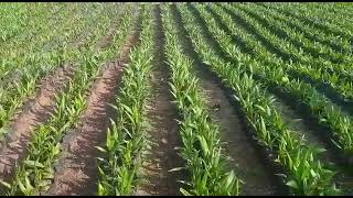 Tenera Hybrid Oil Palm Seedlings [upl. by Ennairod436]