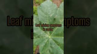 Leaf miner in castor Symptoms and management Katradhu vivasayam agriculture plantdoctor [upl. by Annasor]