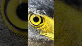 Hawk Eagle Owl Wildlife Animal EagleHawkOwl hawk vs snake Owl vs snake fight Eagle Vs Snake [upl. by Higginson]