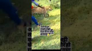 Sher ne sharaabi pi li ab halat dekho kya ho gae trendingshort trendingvideos trendingreels lion [upl. by Anierdna]