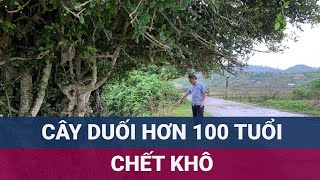 Cây duối hơn trăm tuổi ở Hà Tĩnh chết khô sau khi được quotgiải cứuquot từ tay kẻ đào trộm  VTC Now [upl. by Moffit393]