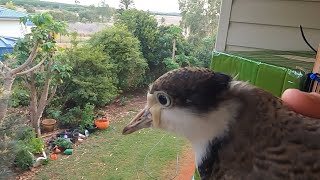 juvenile spur winged plover in my bedroom [upl. by Anelehs878]