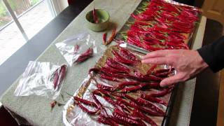 Harvesting Hot Cayenne Peppers for Drying amp How to Dehydrate Them  TRG 2014 [upl. by Eednahs830]