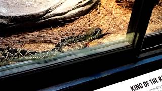 Australia Zoo Rattlesnake Beerwah  QLD Australia [upl. by Yeliak]