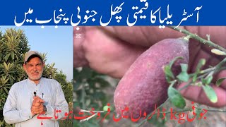 Red finger lime amazing finger lime cultivation in Punjab Pakistan  grow and care finger lime [upl. by Havard]