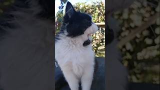 catvideos sommer flowers sommerferie йорк florist cat котята love [upl. by Adnalro]