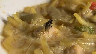 Documentary closeup How flies lay eggs [upl. by Tabib]