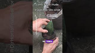 ESPADA DE SÃO JORGE não compre sem ver esse vídeo espadadesaojorge [upl. by Adraynek]