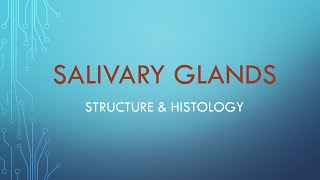 Salivary glands Structure amp Histology [upl. by Earal]