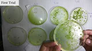 The Larvicidal Effect of Momordica charantia on Culex sp Mosquito Larvae [upl. by Mcconnell]