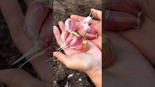 Garlic  Planting To Harvest garlic gardeningtips gardening growyourownfood [upl. by Wesa]