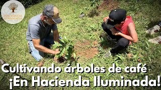 ¿Cómo Se Cultiva Un Árbol de Café de Variedad Arábica En Hacienda Iluminada [upl. by Ydnelg]