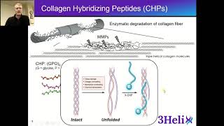 3Helix  Imaging Enzymatic Degradation of Collagen with CHPs [upl. by Tihw793]