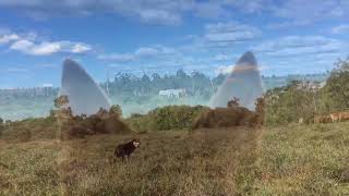 Working Kelpies Mustering [upl. by Nesnah]