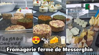 Oran Saddikia Fromagerie ferme de Messerghin [upl. by Eittol70]