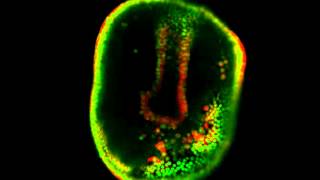 Développement deutérostomien [upl. by Sekyere]