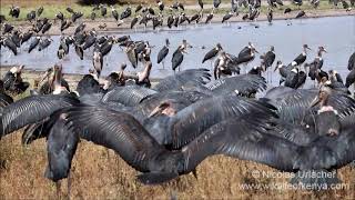 Marabou storks [upl. by Lorianna]