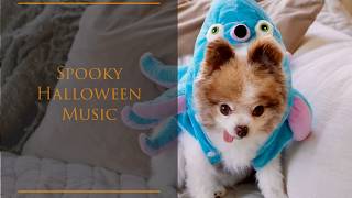 Spooky Halloween Music with Cute Pomeranian Dogs in Background 🎃🍁 Relaxing Ambience🧛👻 Fall Vibes 4k [upl. by Eleira]