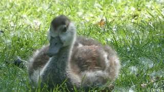 Egyptian goose chicks  Nilgans Küken [upl. by Zalea]