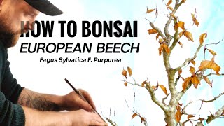 Unlock the Secrets to Growing European Copper Beech Bonsai [upl. by Ayekim616]