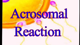 Acrosomal Reaction I Acrosomal Process I proteolytic enzymes I Bindin I RhoB I ResactI Golgi Complex [upl. by Halyak]