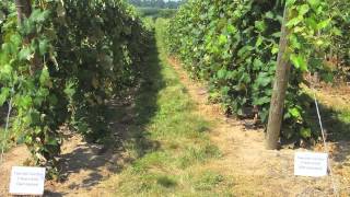 Improving Phomopsis Management in Grape Vineyards — FGNtv [upl. by Sheeb101]