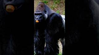 Gorilla enjoying its meal 4k nature [upl. by Ahselat]