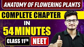 ANATOMY OF FLOWERING PLANTS IN 54 MINUTES  Full Chapter Revision  Class 11 NEET [upl. by Moffitt]