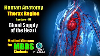 NEXT MEDICO 2022  MBBS  Thorax Region  Blood Supply of the Heart Lecture  10 [upl. by Cunningham84]