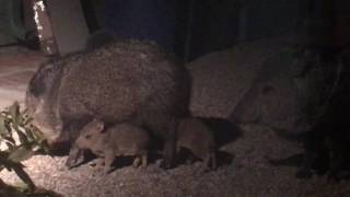 Javelina and babies eating seed block [upl. by Carmel448]