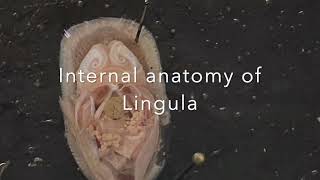 Phylum Brachiopoda Lingula Dissection [upl. by Analihp]