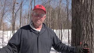 Maple Tapping Basics  featuring Ray Bonenberg [upl. by Lynsey287]