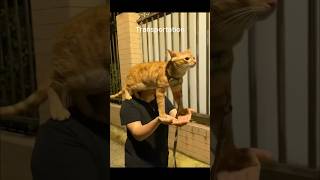 Funny animal videos I found on Instagram and Tiktok shorts funnyanimals cat funnypets funny [upl. by Enneirda]