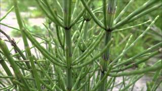 Marsh Horsetail Equisetum palustre  20140422  20140428 [upl. by Dahlstrom252]