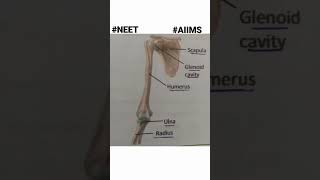 Locomotion and movement class 11 NEET  Bones of body 206  AIIMS  PW neet sankalp [upl. by Elnar842]