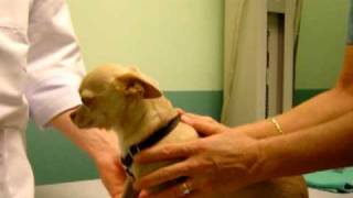 How to Give Your Dog Liquid Medication [upl. by Esiahc]