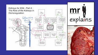 mr i explains Kidneys for KS4  Part 4 The Role of Kidneys in Osmoregulation [upl. by Dotty695]