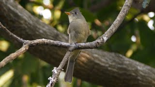 Greater Pewee and its Call [upl. by Cornell]