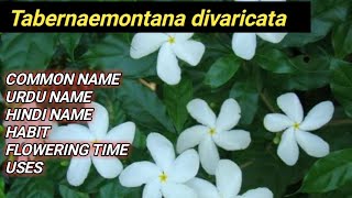 Tabernaemontana divaricata  LOCAL NAME  HABIT  FLOWERING TIME  HINDI  URDU NAME  USES [upl. by Raseac732]