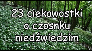 Czosnek niedźwiedzi  23 ciekawostki [upl. by Alexandrina161]